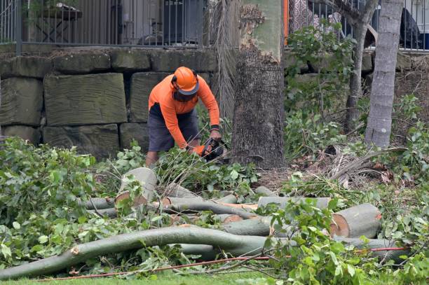 Downers Grove, IL Tree Removal Company