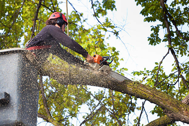 Mulching Services in Downers Grove, IL